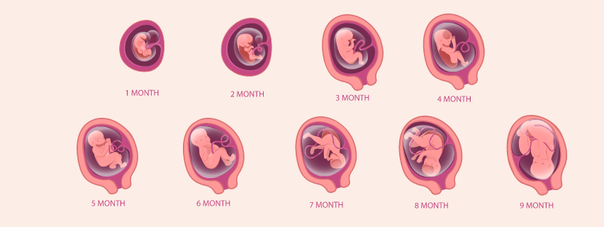The Stages of Fetal Development Month-by-Month in Pregnancy