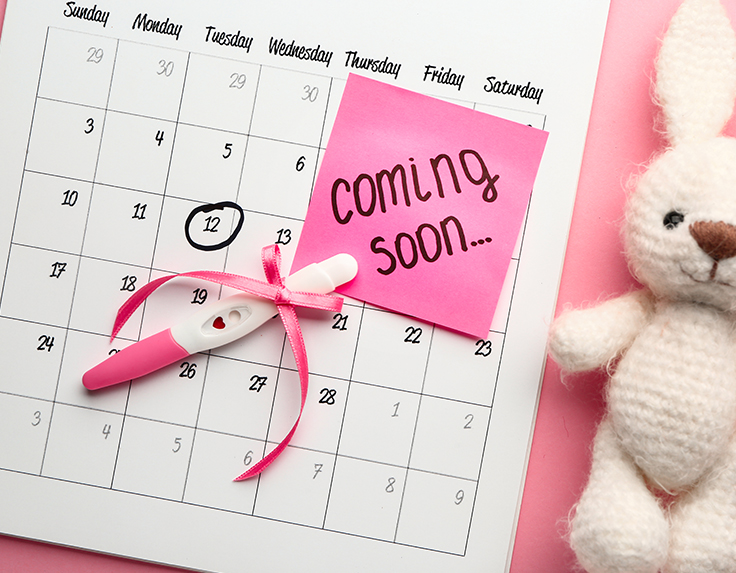 Pregnancy Months : week by week pregnancy calendar 