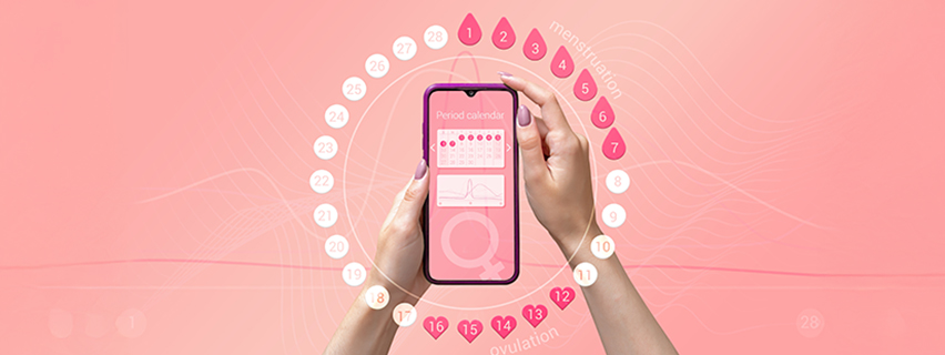 What is the ovulation period, and how is it calculated?