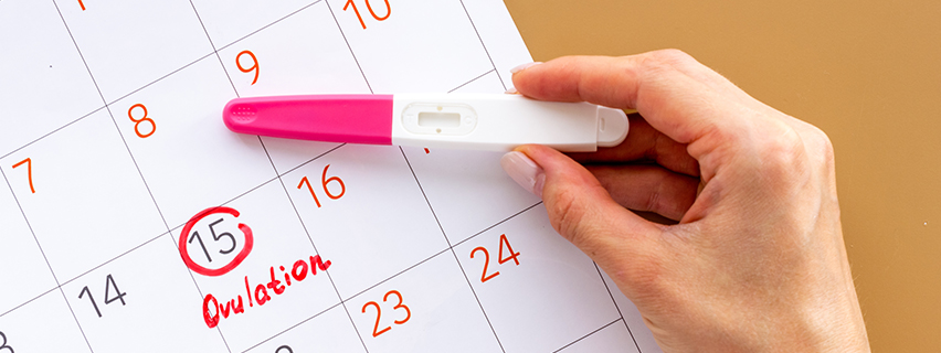 What is the ovulation phase? Know Its Signs and Symptoms